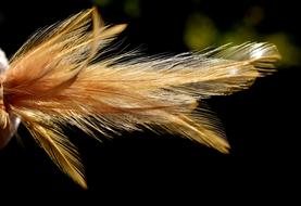 Feather Color Plumage