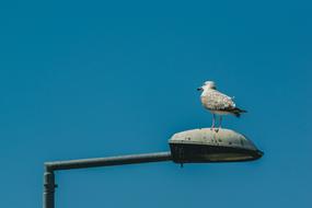 Gull Light Poles Street Lighting