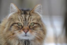 Cat Animal Domestic
