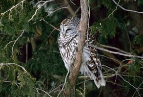 Bird Owl Barred