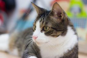 Cat Looks Feline