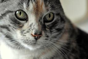 Cat Domestic Face Cat'S