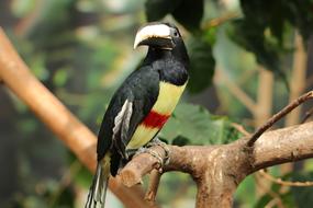 tropical bird on a branch