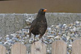 Blackbird Bird Onlooker Animal