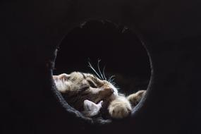 Cat Gata