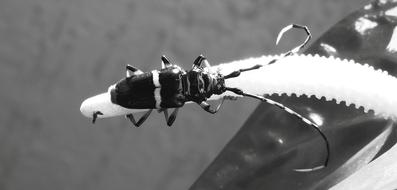 Black And White Insect Nature
