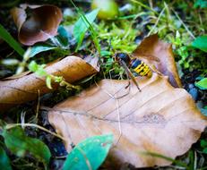 Bee Hornet Wasp