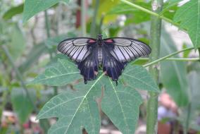 Butterfly Dark