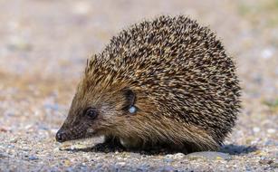 cute little hedgehog