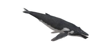 wal humpback whale animal maritime