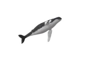 wal humpback whale animal maritime