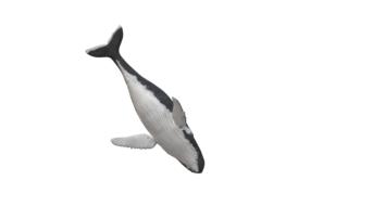 wal humpback whale animal maritime