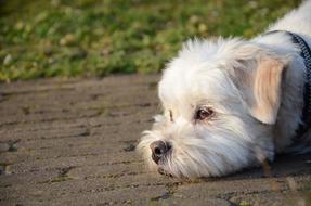 Dog Laying Floor
