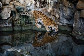 Tiger Predator Big Cat