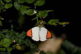 Butterfly Butterflies Animal