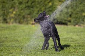 Dog Puppy Flatcoated