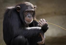 Chimpanzee Monkey Ape