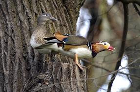 Mandarin Ducks Nest Couple Nesting