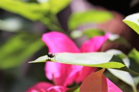 little fly on a flower leaf