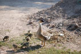 Goose Chicken birds