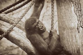 Gorilla Monkey Animal