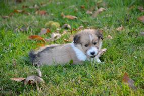 Dog Puppy Pup