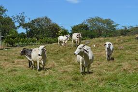 Animal Husbandry Cow Livestock