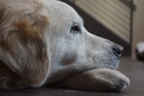 white dog lying down