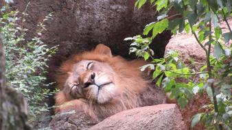 Lion Sleeping Cat