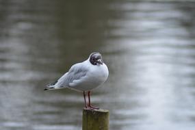 bird on a pole by the lake