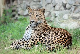 Leopard Panther Pardál