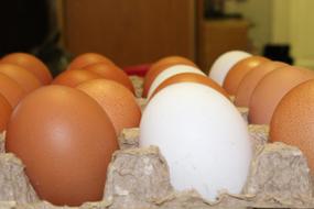 delicious raw eggs in a box