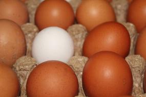 white egg among the brown ones