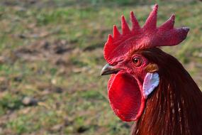 Bird Hahn Poultry
