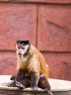 Zoo Monkey Animal