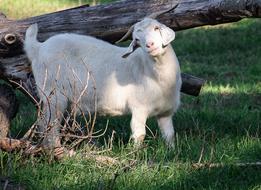 white Goat on pasture