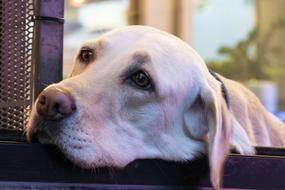 Dog Pet Dogs Canine Companion
