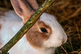 Rabbit Hare Close Up