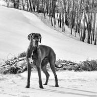 Great Dane Dog