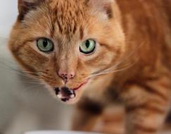 Cat Feline Animal