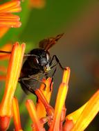 Hornet Insect Nature