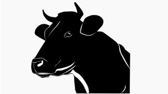 scot farm cow animal