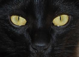 green eyes black cat