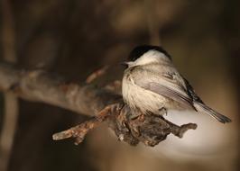 Tit Bird Songbird Small