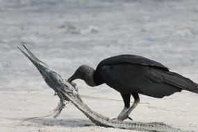 Bird Wildlife Animal