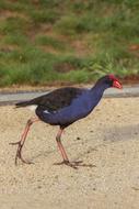wild Pukeko Bird Walking