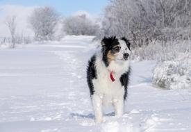 Winter Snow Dog