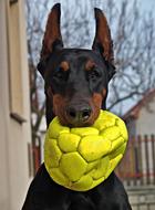 Doberman Dog Portrait