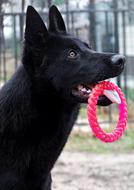 Black German Shepherd Dog Portrait