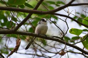 bird sitting on tree branch